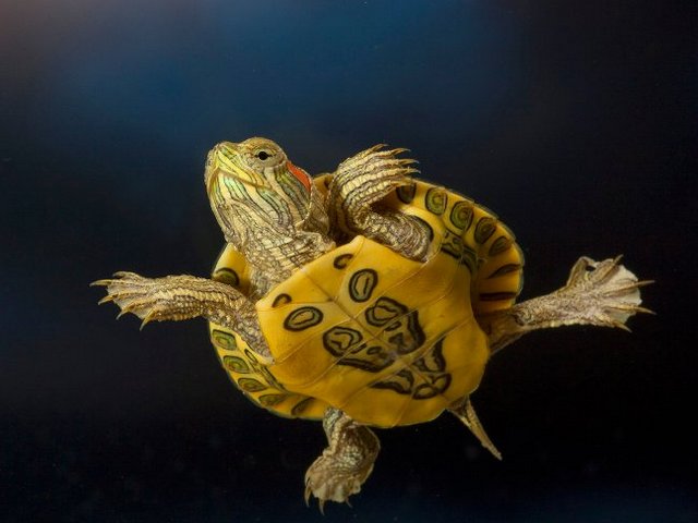 Породы черепах в Ряжске | ЗооТом портал о животных