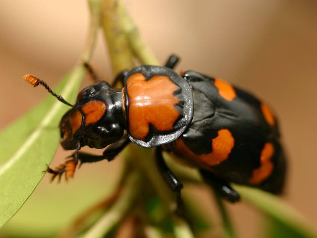Все о жуках в Ряжске | ЗооТом портал о животных