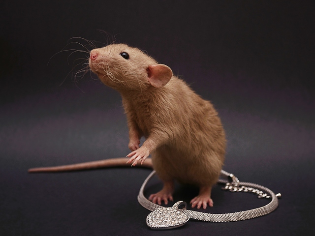 Породы крыс | ЗооТом - продажа, вязка и услуги для животных в Ряжске