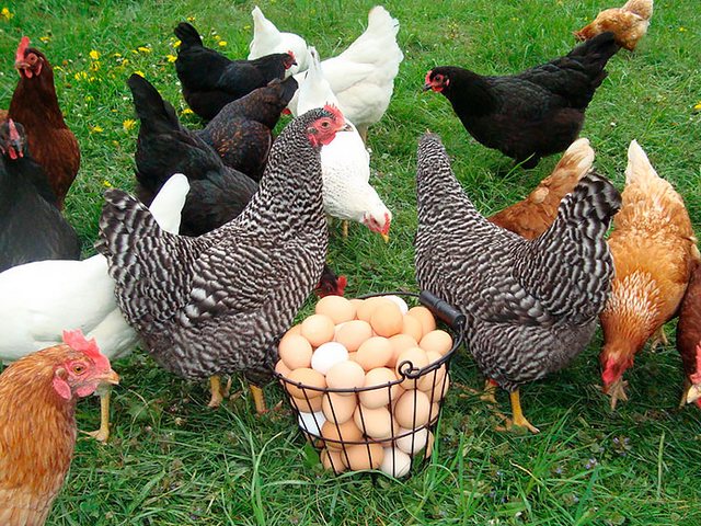 Содержание кур и уход за ними | ЗооТом - продажа, вязка и услуги для животных в Ряжске