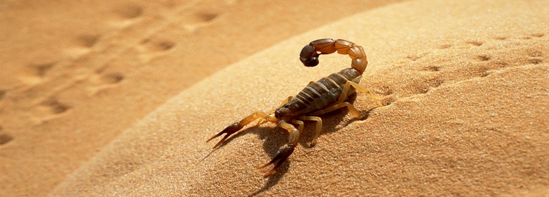 Все о скорпионах в Ряжске | ЗооТом портал о животных
