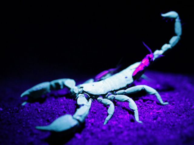 Все о скорпионах в Ряжске | ЗооТом портал о животных