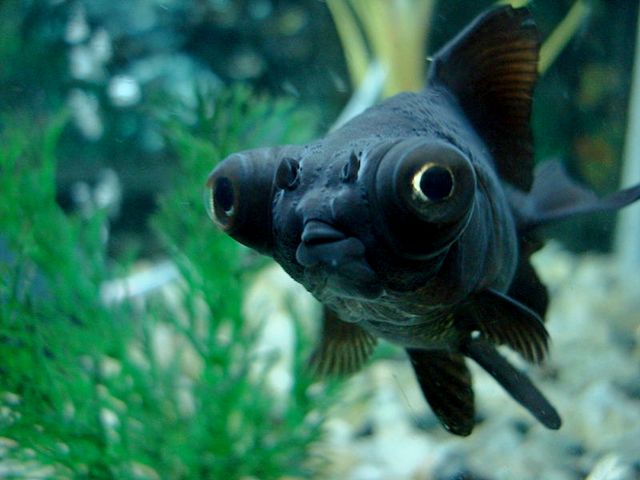 Породы аквариумных рыбок в Ряжске | ЗооТом портал о животных