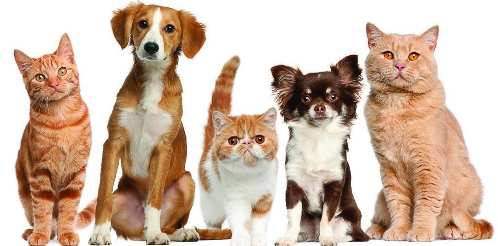 Доска объявлений о животных | ЗооТом - продажа, вязка и услуги для животных в Ряжске
