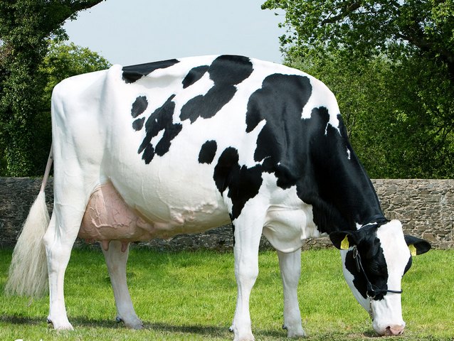 Породы коров в Ряжске | ЗооТом портал о животных
