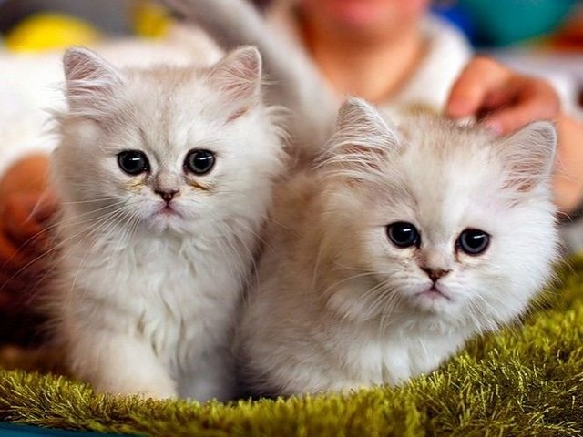 Породы кошек в Ряжске | ЗооТом портал о животных
