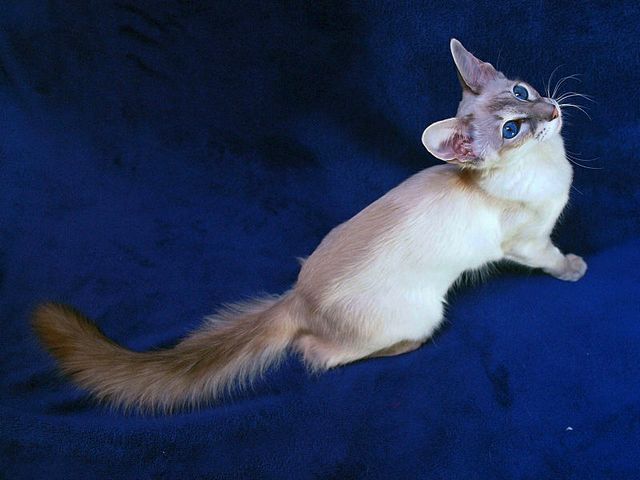 Выведенные породы кошек в Ряжске | ЗооТом портал о животных
