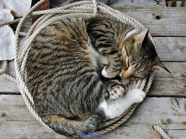 Все о кошках в Ряжске | ЗооТом портал о животных