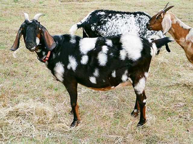 Породы коз в Ряжске | ЗооТом портал о животных