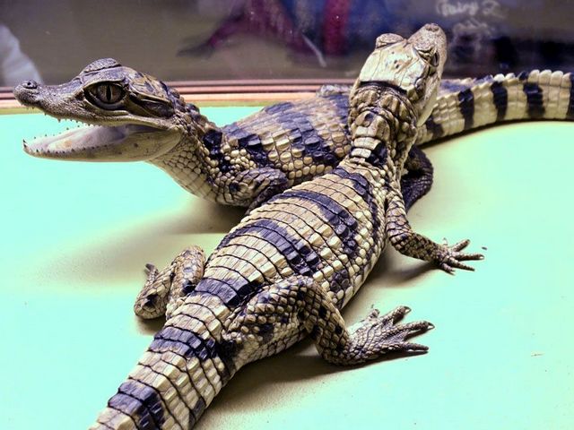 Все о крокодилах в Ряжске | ЗооТом портал о животных