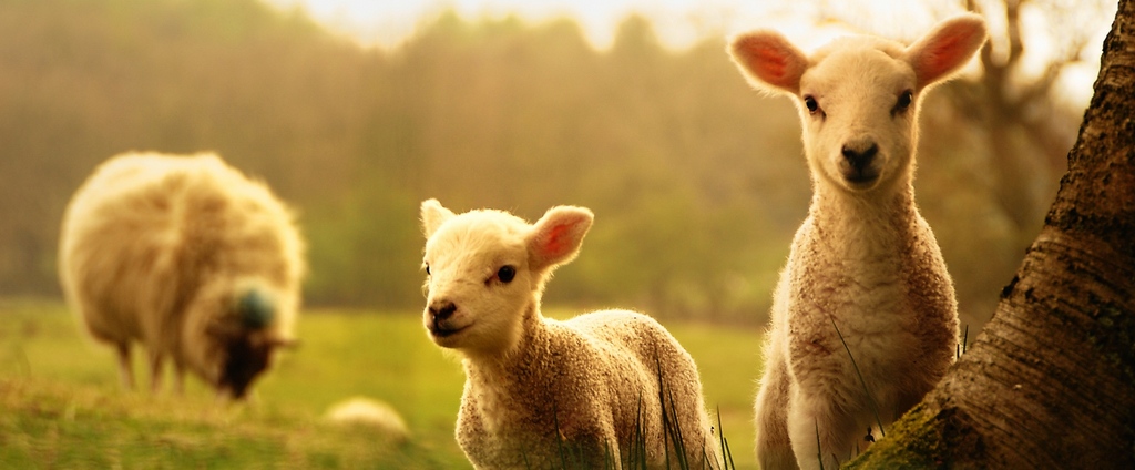 Объявления о сельскохозяйственных животных | ЗооТом - продажа, вязка и услуги для животных в Ряжске