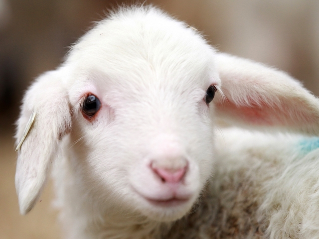 Овцы и бараны в Ряжске | ЗооТом портал о животных