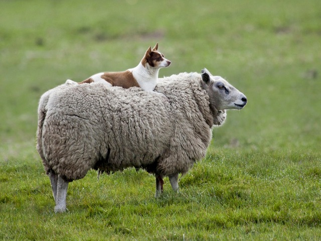 Все об овцах в Ряжске | ЗооТом портал о животных