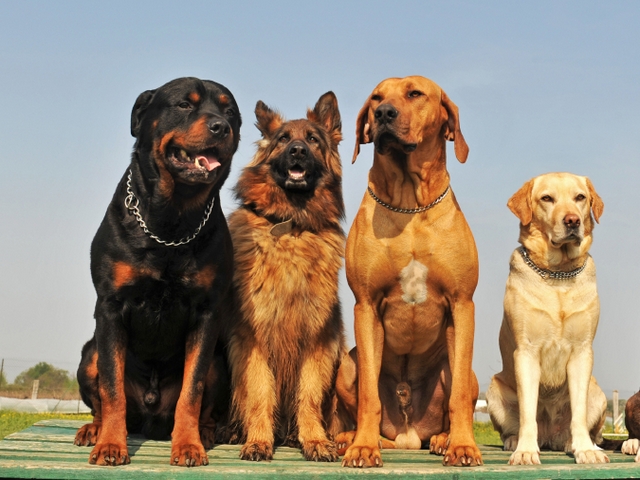 Крупные породы собак в Ряжске | ЗооТом портал о животных