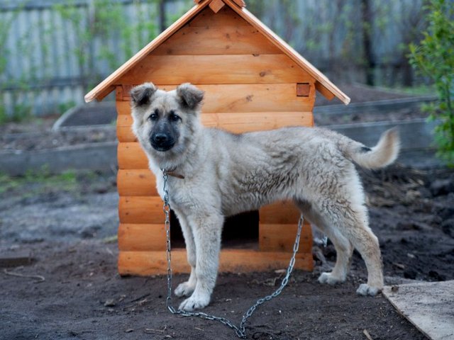 Все о собаках в Ряжске