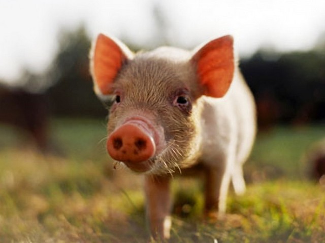Все о свиньях в Ряжске | ЗооТом портал о животных