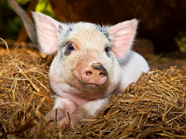 Все о свиньях в Ряжске | ЗооТом портал о животных