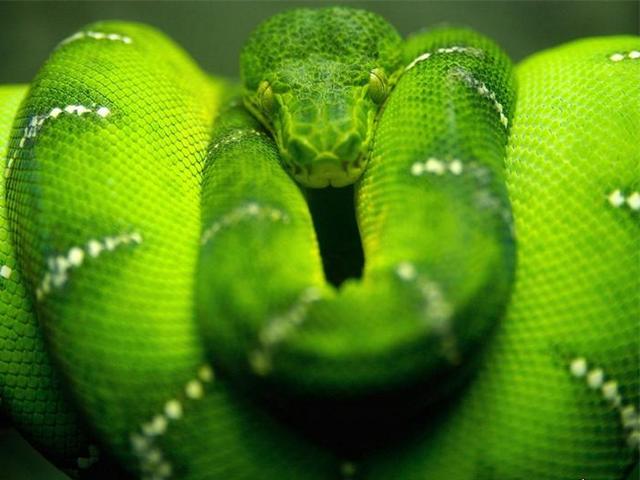 Породы змей в Ряжске | ЗооТом портал о животных